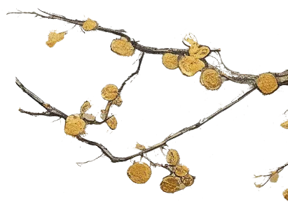 明大國際貿易股份有限公司